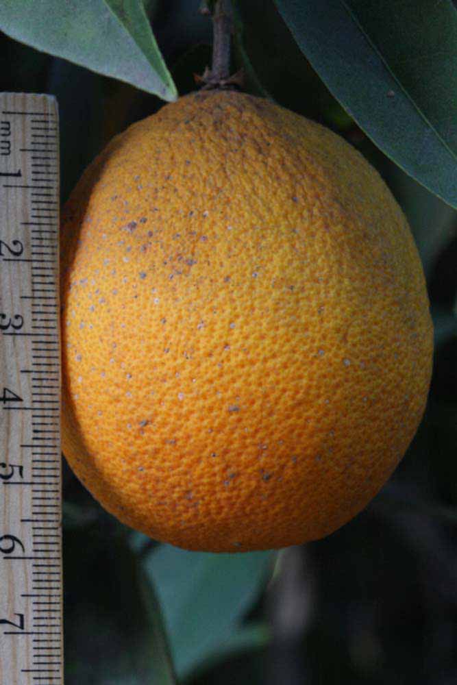              Fruit (Riverside, CA)       